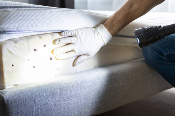 Best Flea Control Services  in Salisbury, MO